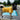 Dog wearing yellow Pouty Paws drying robe standing by pool after swim