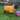 Dog wearing yellow Pouty Paws drying robe playing in backyard with ball