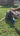 dog getting wiped using poutypaws dog bathtowel pouty paws dog drying bath towel dry dog bath super absorbent lightweight dog drying towel pouty paws dog towel folded bath towel cat towel