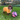 Small dog wearing Pouty Paws drying robe and bandana standing in backyard with ball