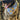 dog wearing cooling bandana