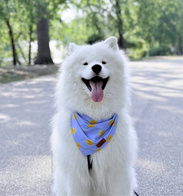 White dog with a blue cooling bandana featuring yellow patterns outdoors on a sunny day.