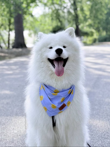 White dog with a blue cooling bandana featuring yellow patterns outdoors on a sunny day.