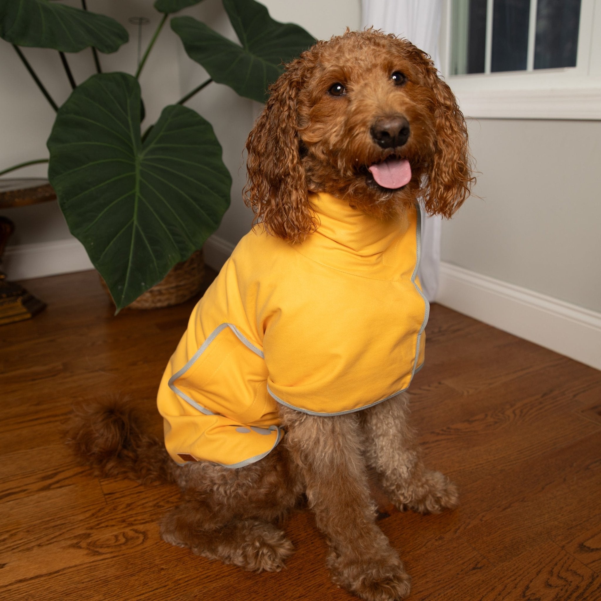 Buy Dog Bathrobe Microfiber Dog Towel Coat Pouty Paws