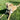 Small dog wearing Pouty Paws Squirrel Chaser bandana lying on grass